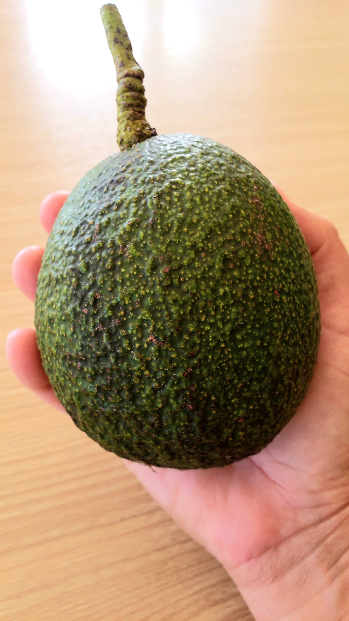 Reed Avocado 4kg box | Green Skinned | Spray Free