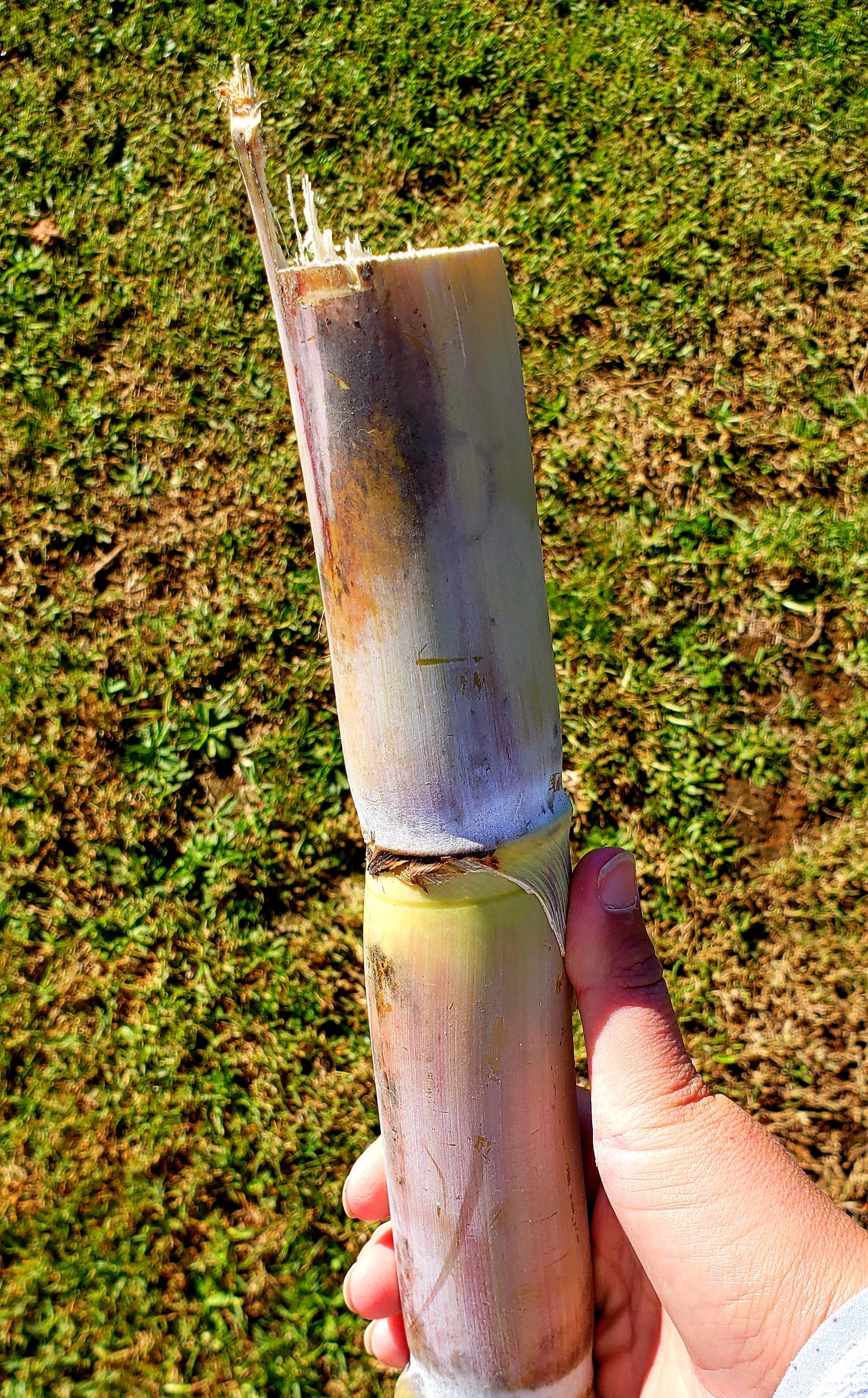 Sugarcane stem new zealand