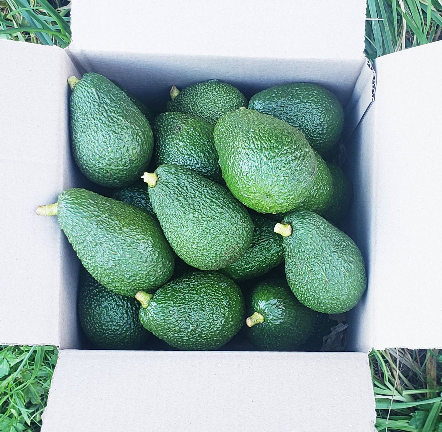 5KG Hass Avocados | Spray Free