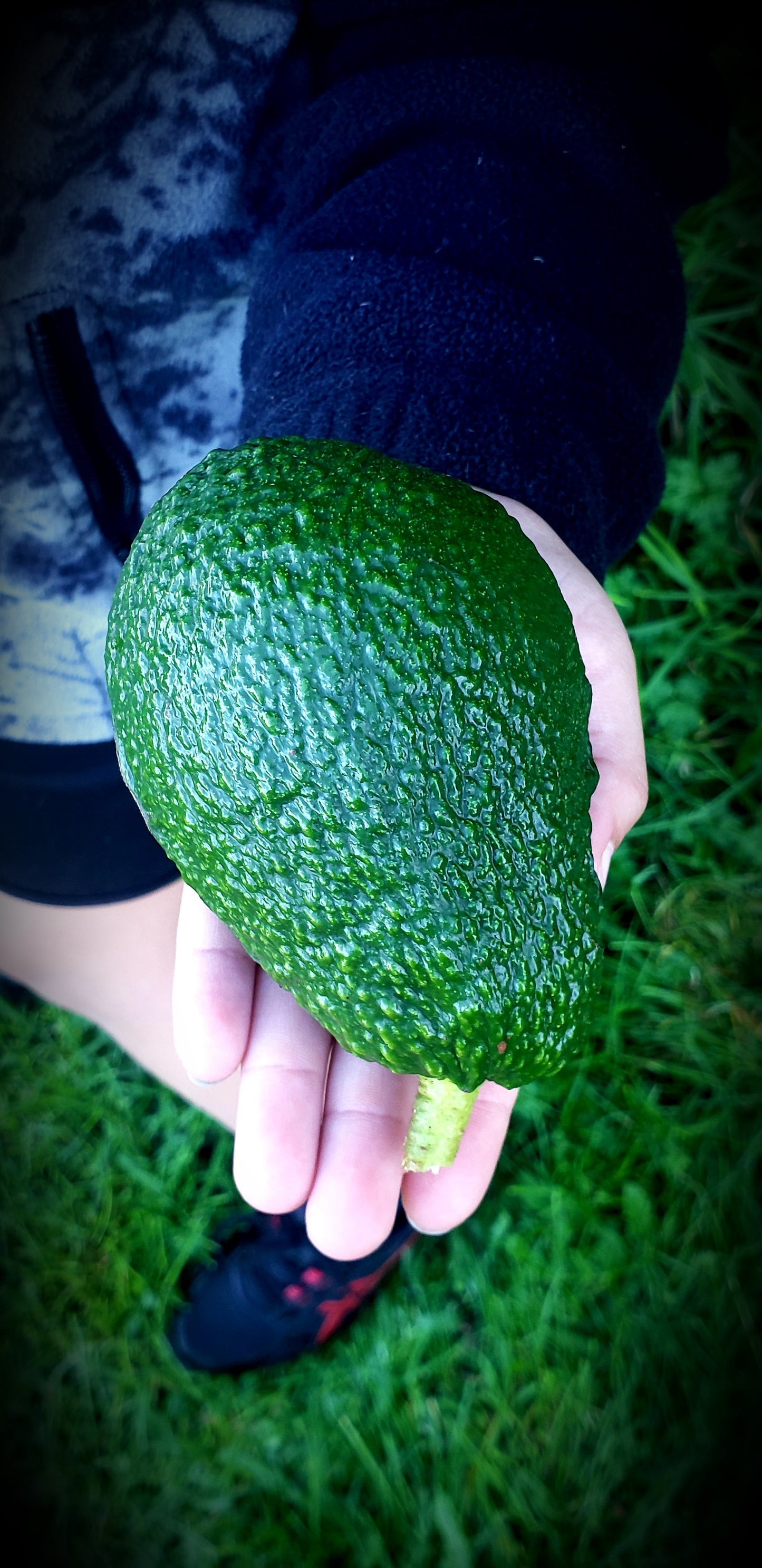 5KG Hass Avocados | Spray Free