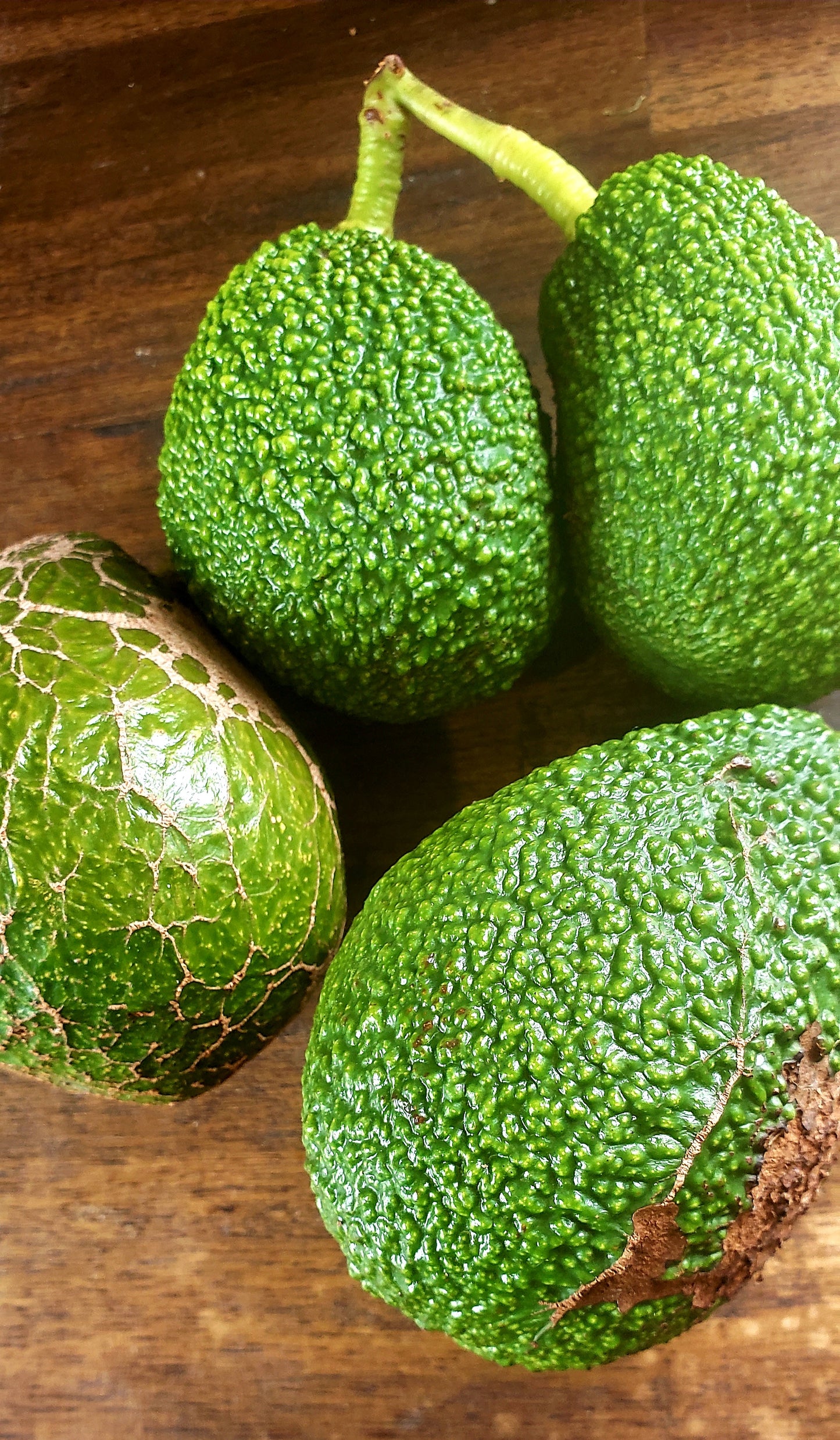 Hass Avocado 5kg - Seconds