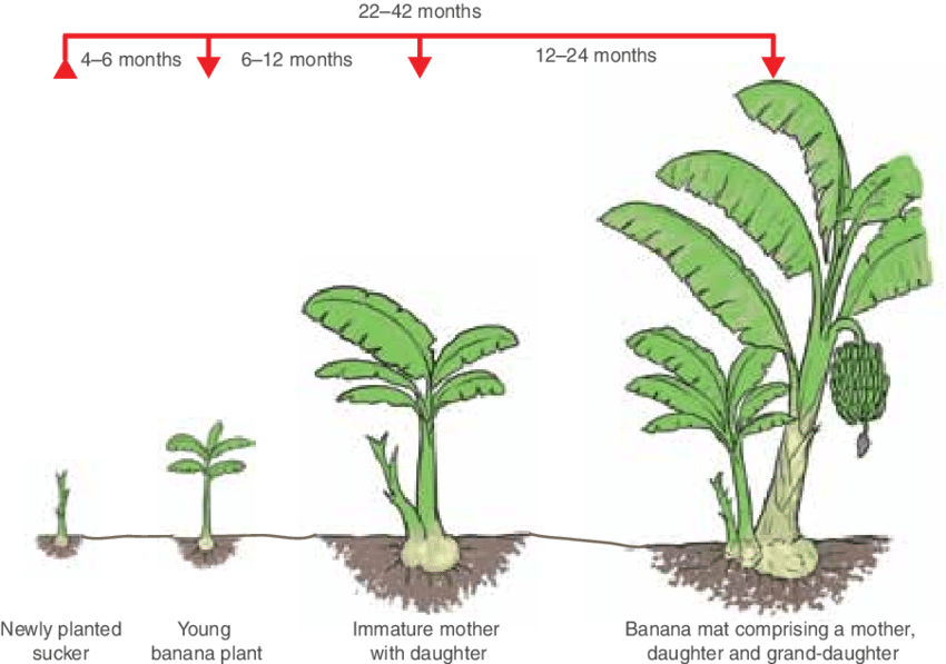 Banana plants/pups (Pisang Awak) - pre orders for End Oct/Early Nov 2025