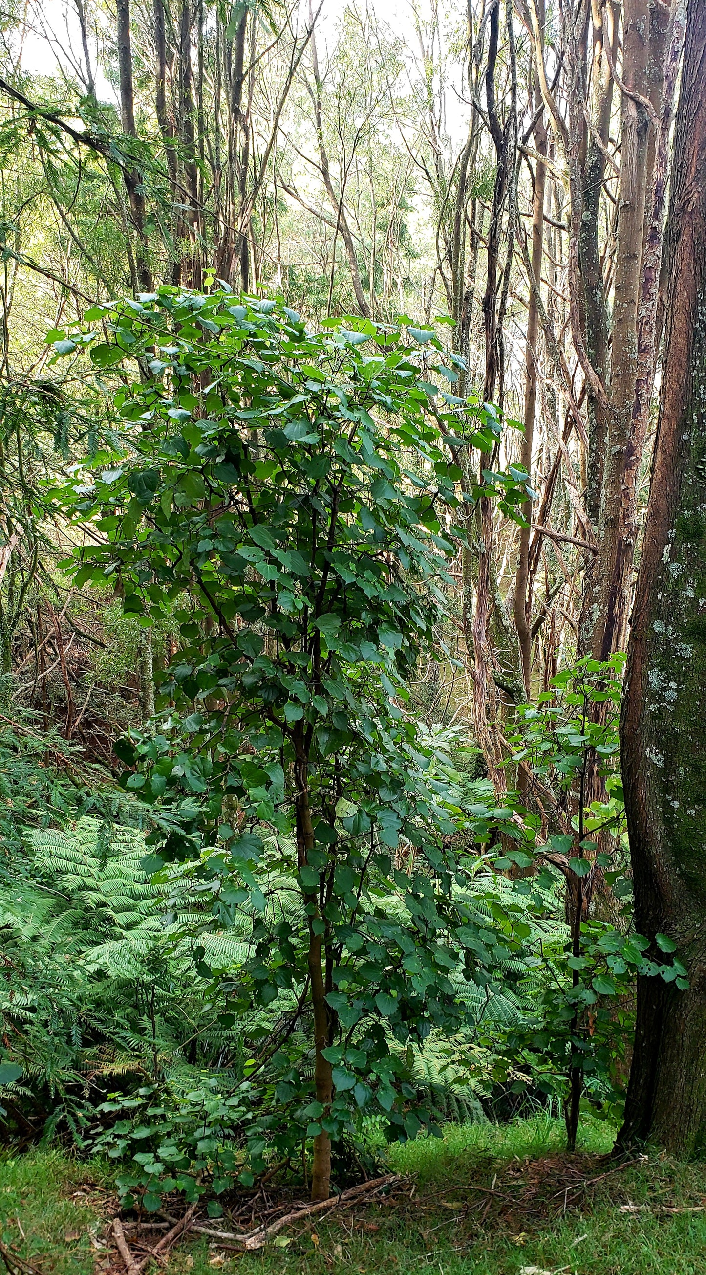 Kawakawa plant in a forest