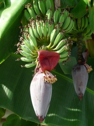 Banana plants/pups (Pisang Awak) - pre orders for End Oct/Early Nov 2025