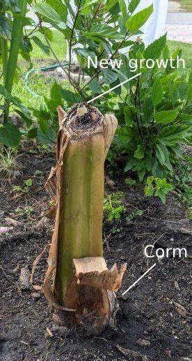 Banana plants/pups (Pisang Awak) - pre orders for End Oct/Early Nov 2025