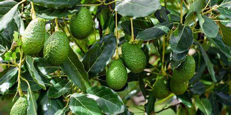 Hass Avocado tree ready for picking