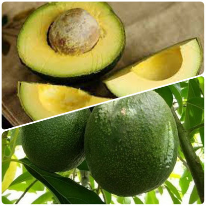 Hashimoto Avocado Box of 6 | PREORDER - Sending 13th Jan | Spray Free