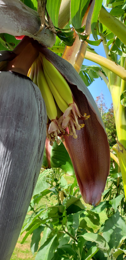 Banana plant (Misi Luki) - pre order for End Oct/Early Nov 2025