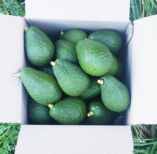 5KG Hass Avocados | Spray Free