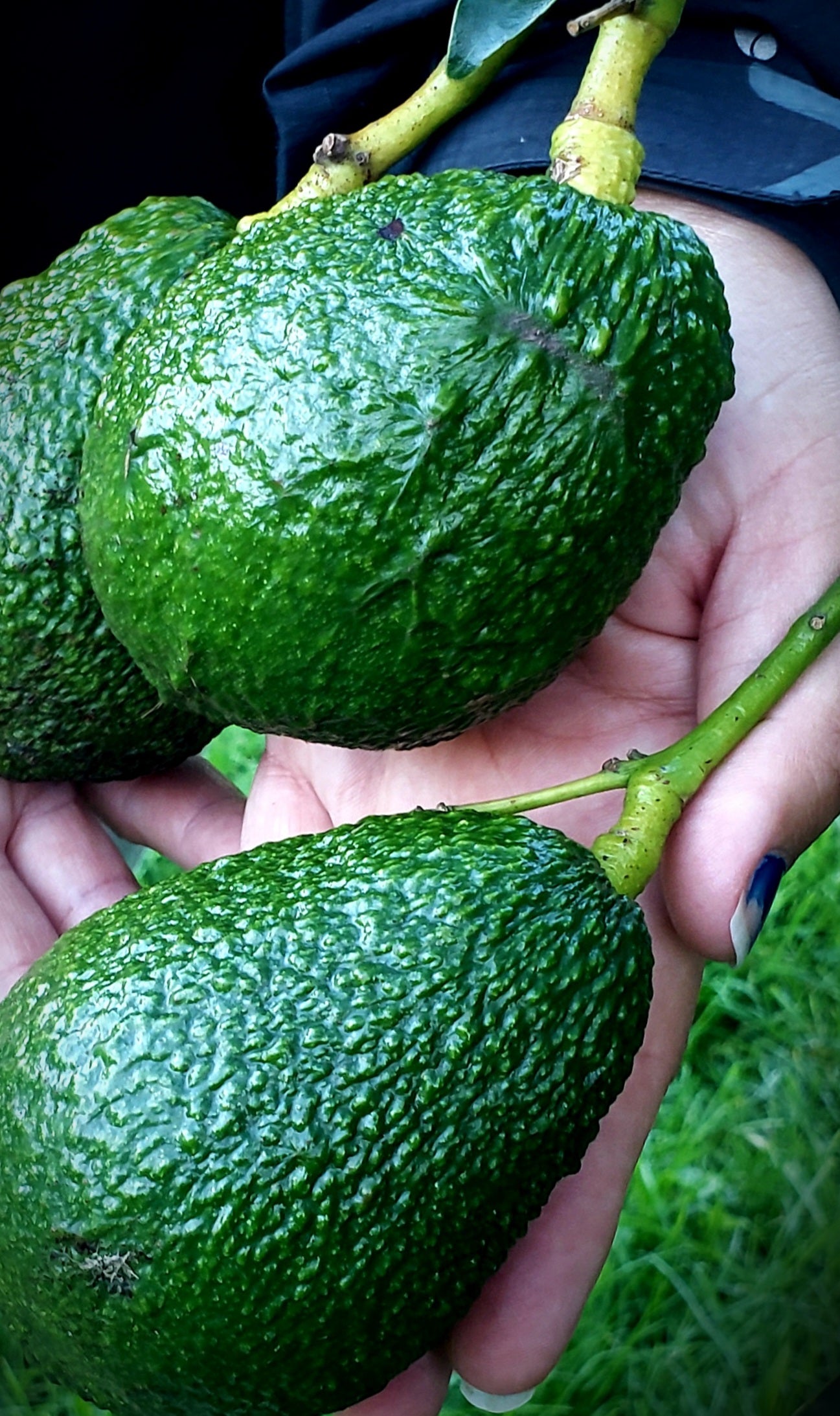 Fresh Hass Avocados