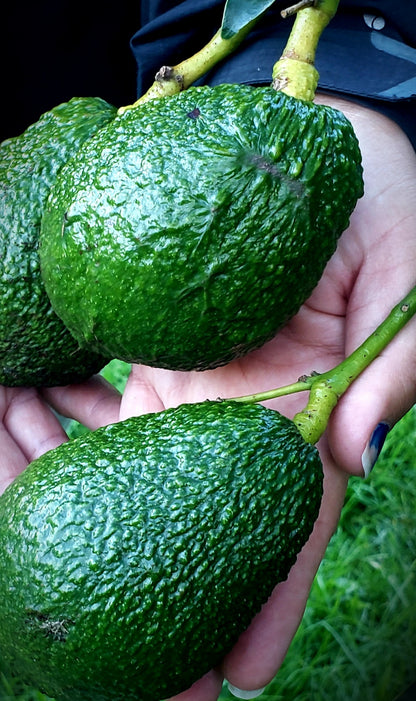 Fresh Hass Avocados