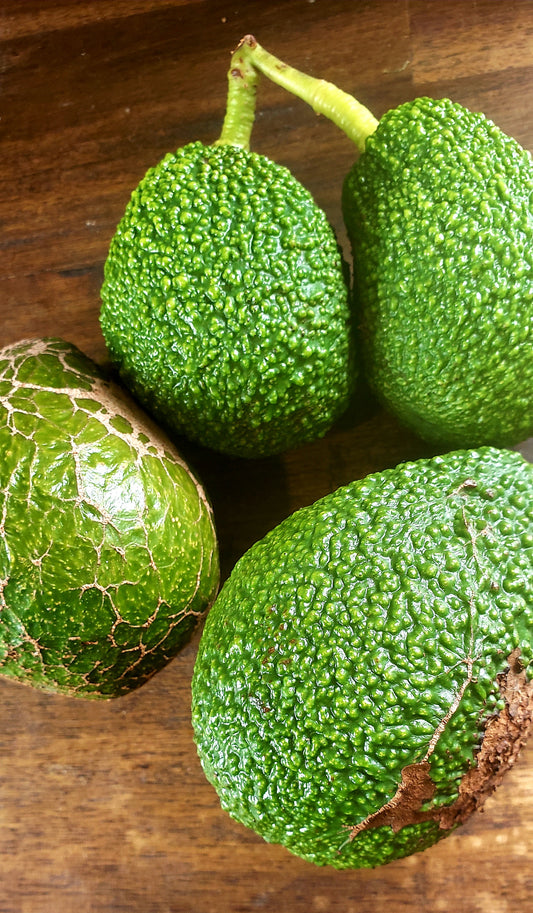 Hass Avocado 5kg - Seconds