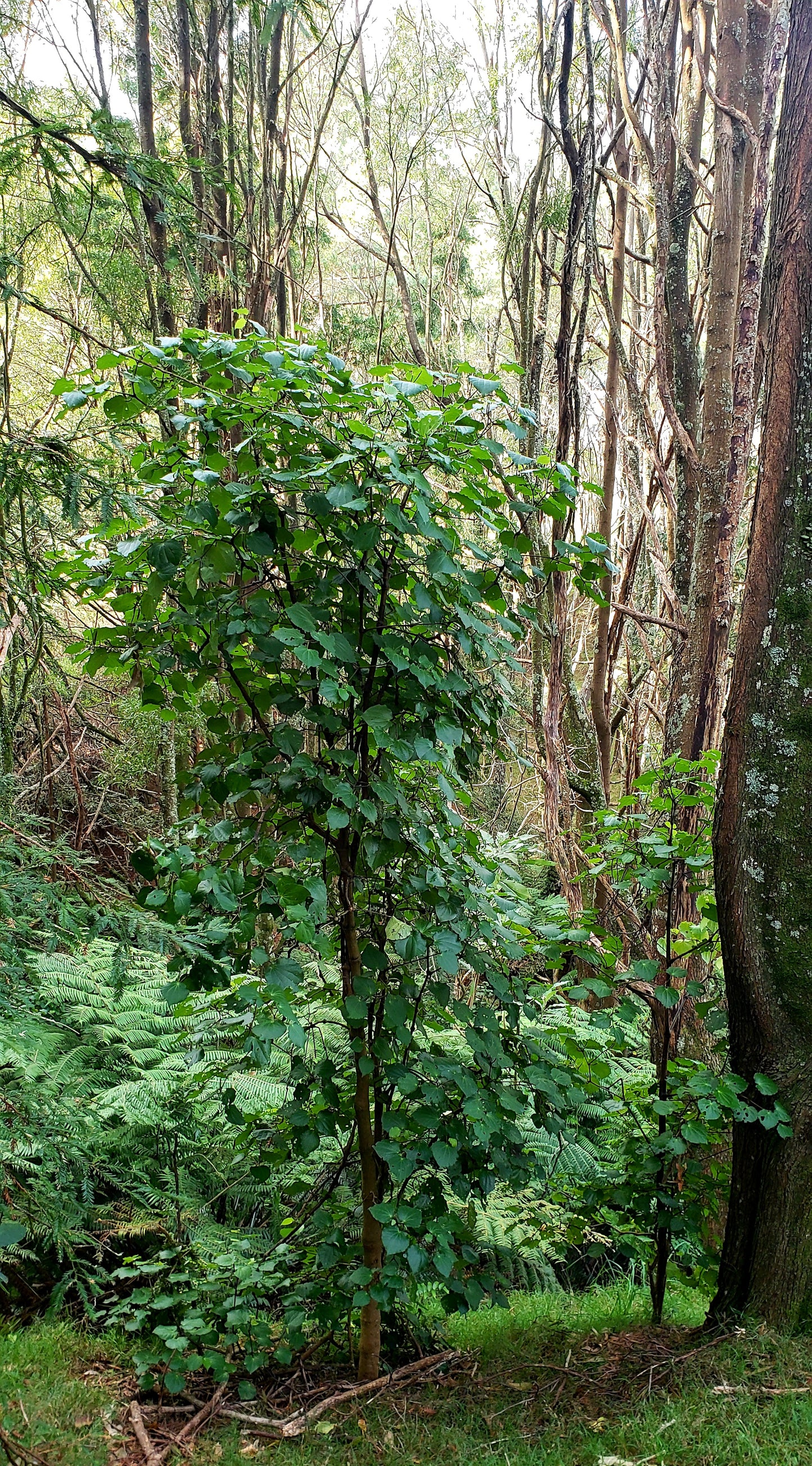 Kawakawa leaves (Fresh)