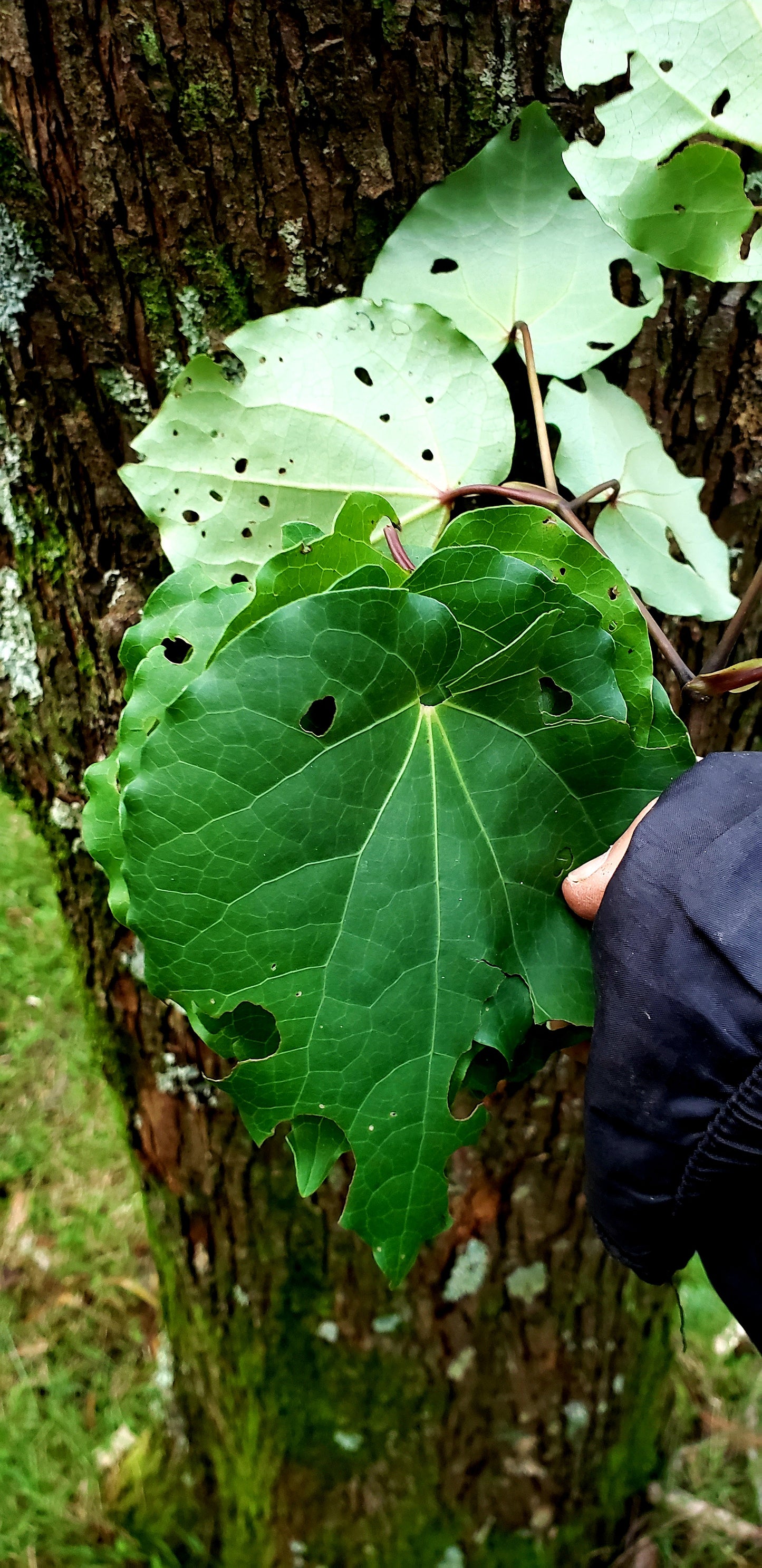 Kawakawa leaves (Fresh)