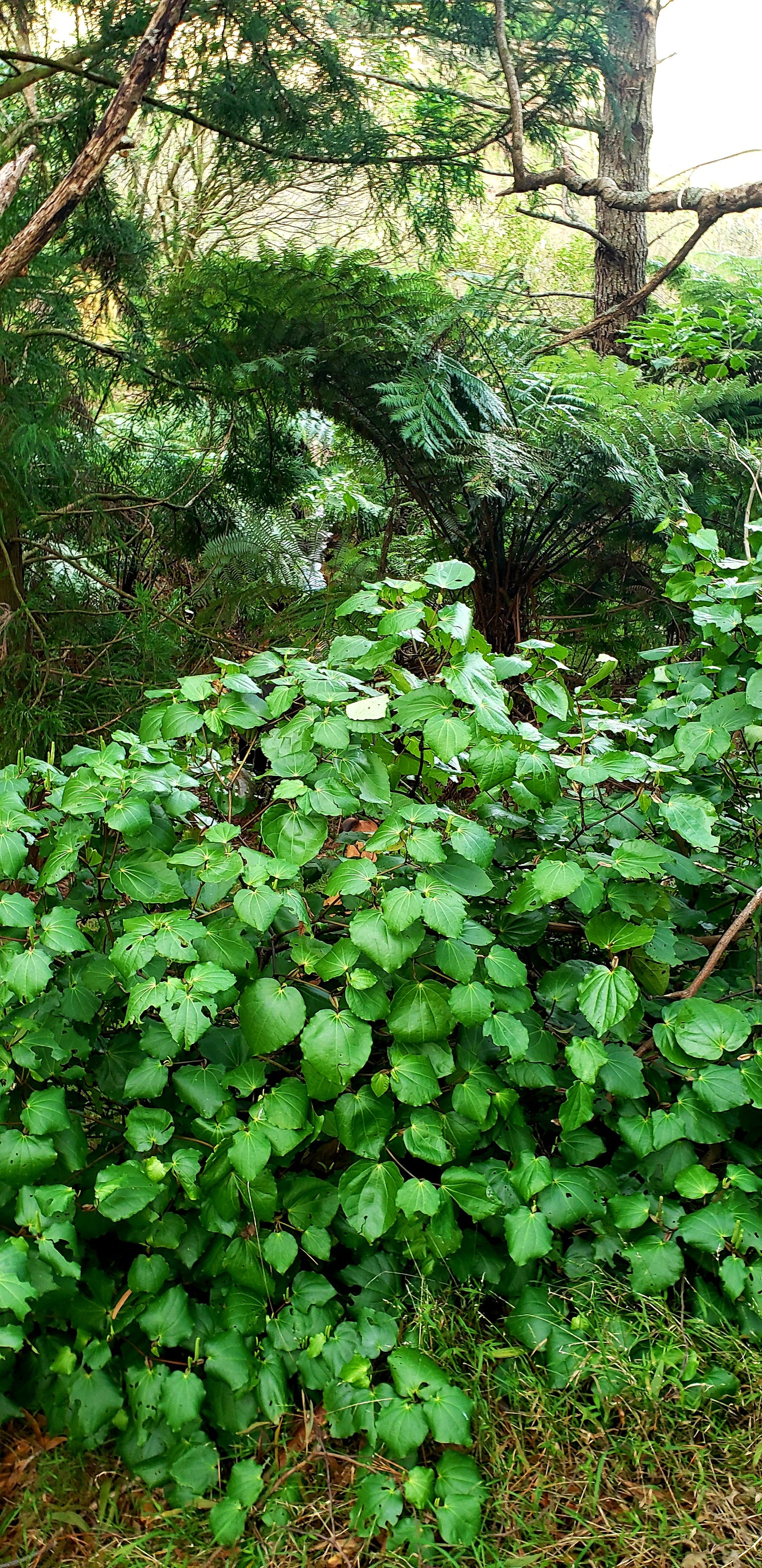 Kawakawa leaves (Fresh)