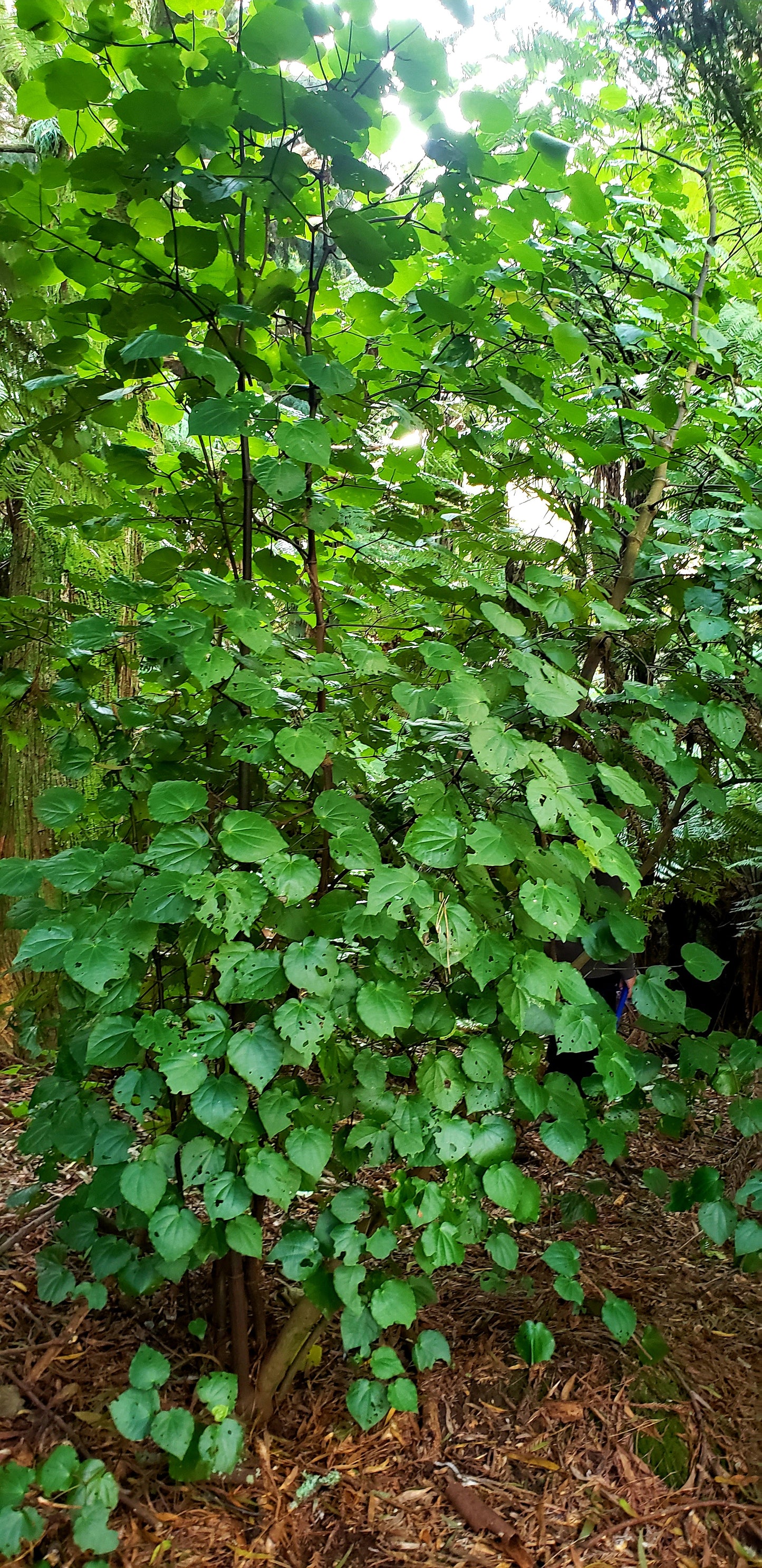 Kawakawa leaves (Fresh)