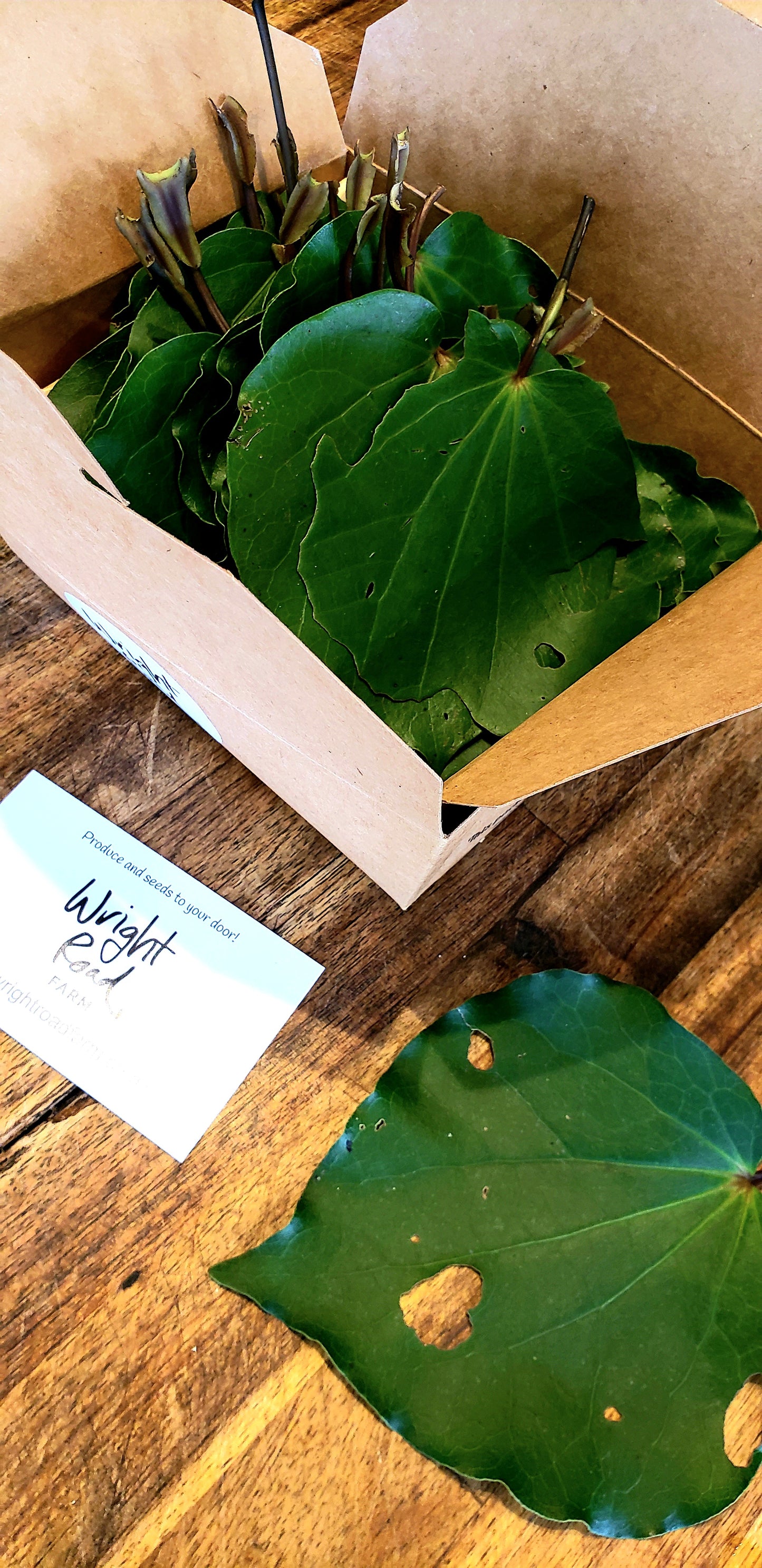 Kawakawa leaves (Fresh)