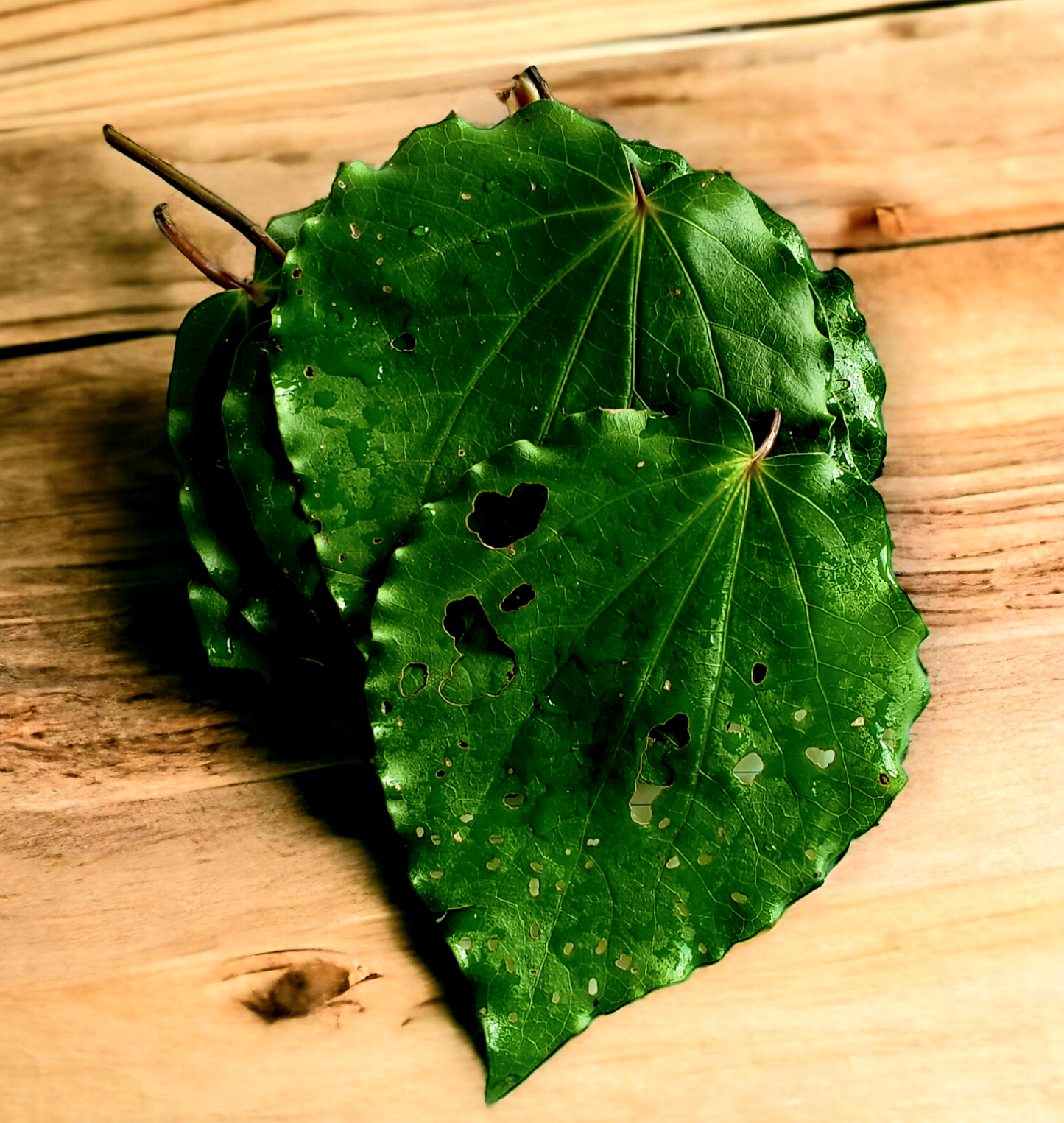 Kawakawa leaves (Fresh)