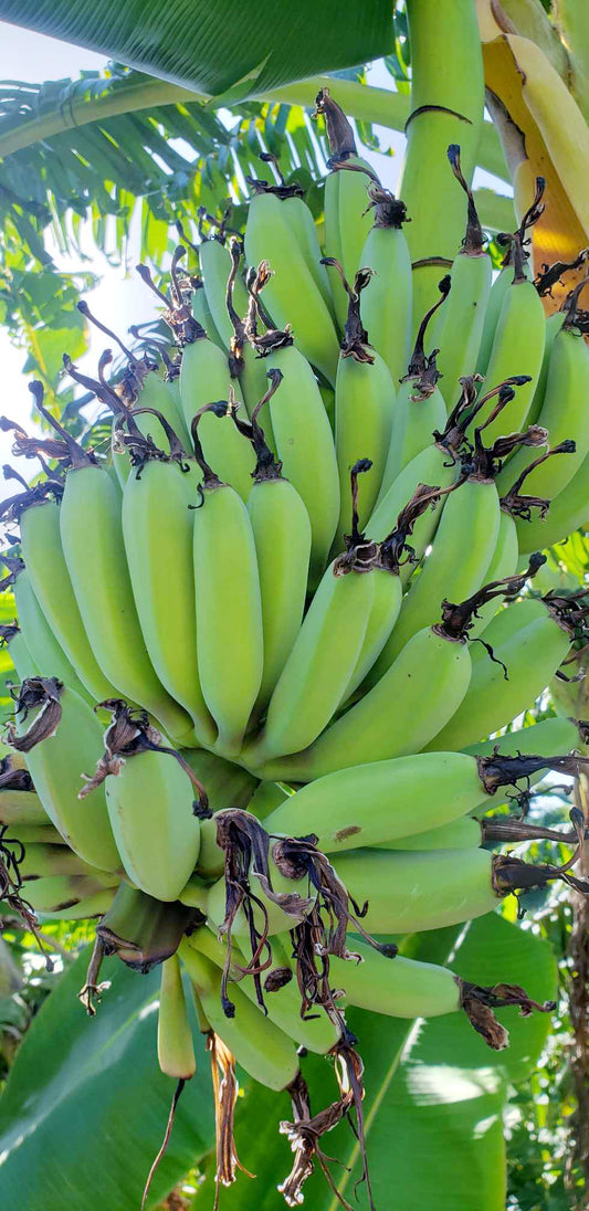 Banana Plant Pisang Awak