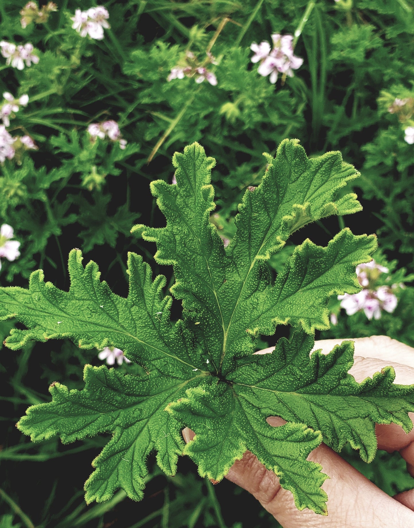 Fresh Citronella Leaves (Pelargonium Citronella)