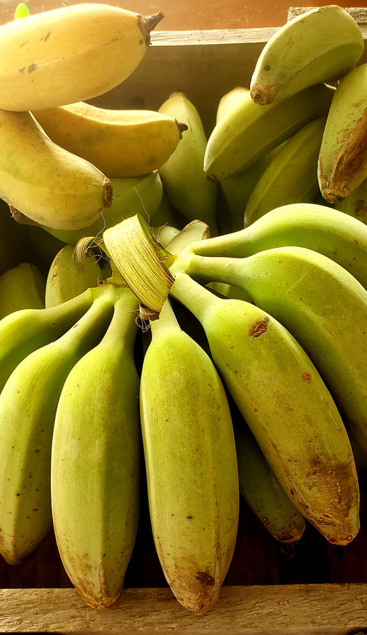 Bananas - Bay of Plenty Grown organic and spray free