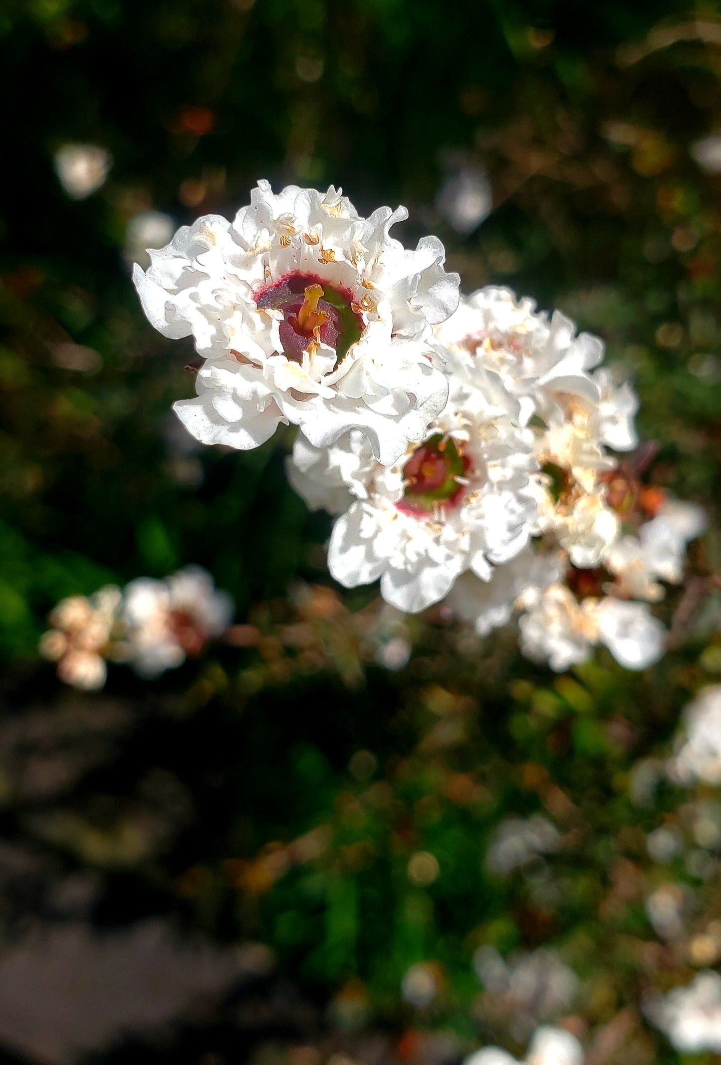 Manuka Seeds (High UMF) 2000 Seeds