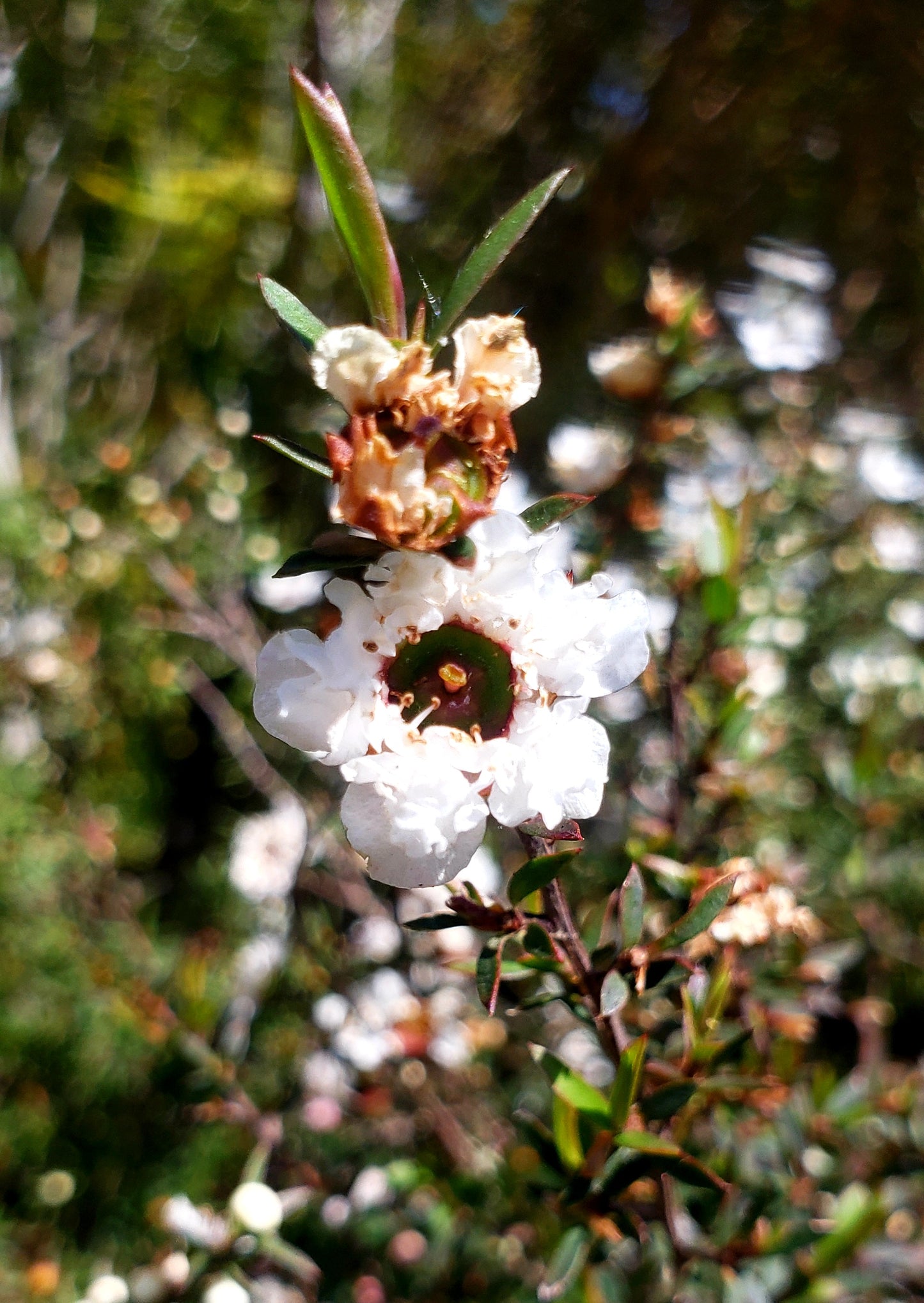 Manuka Seeds (High UMF) 2000 Seeds