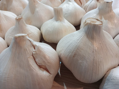 New Season NZ Elephant Garlic | Spray-free, organically grown | 500g
