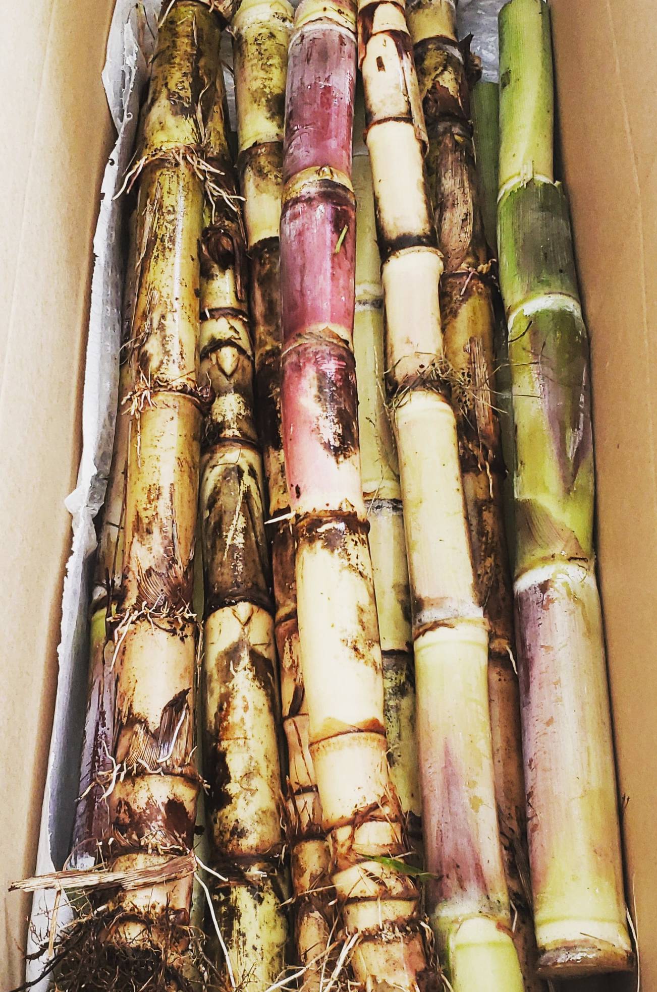 Sugarcane stems