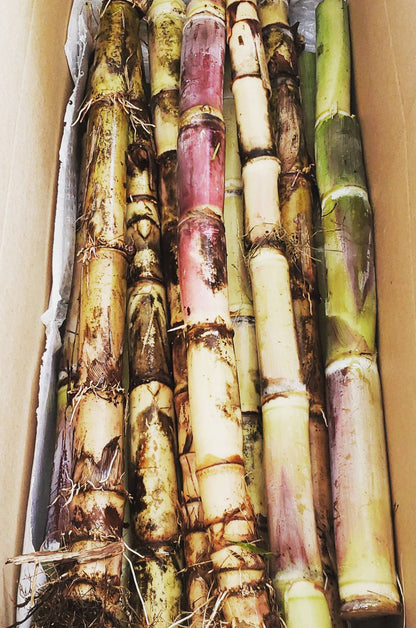 Sugarcane stems