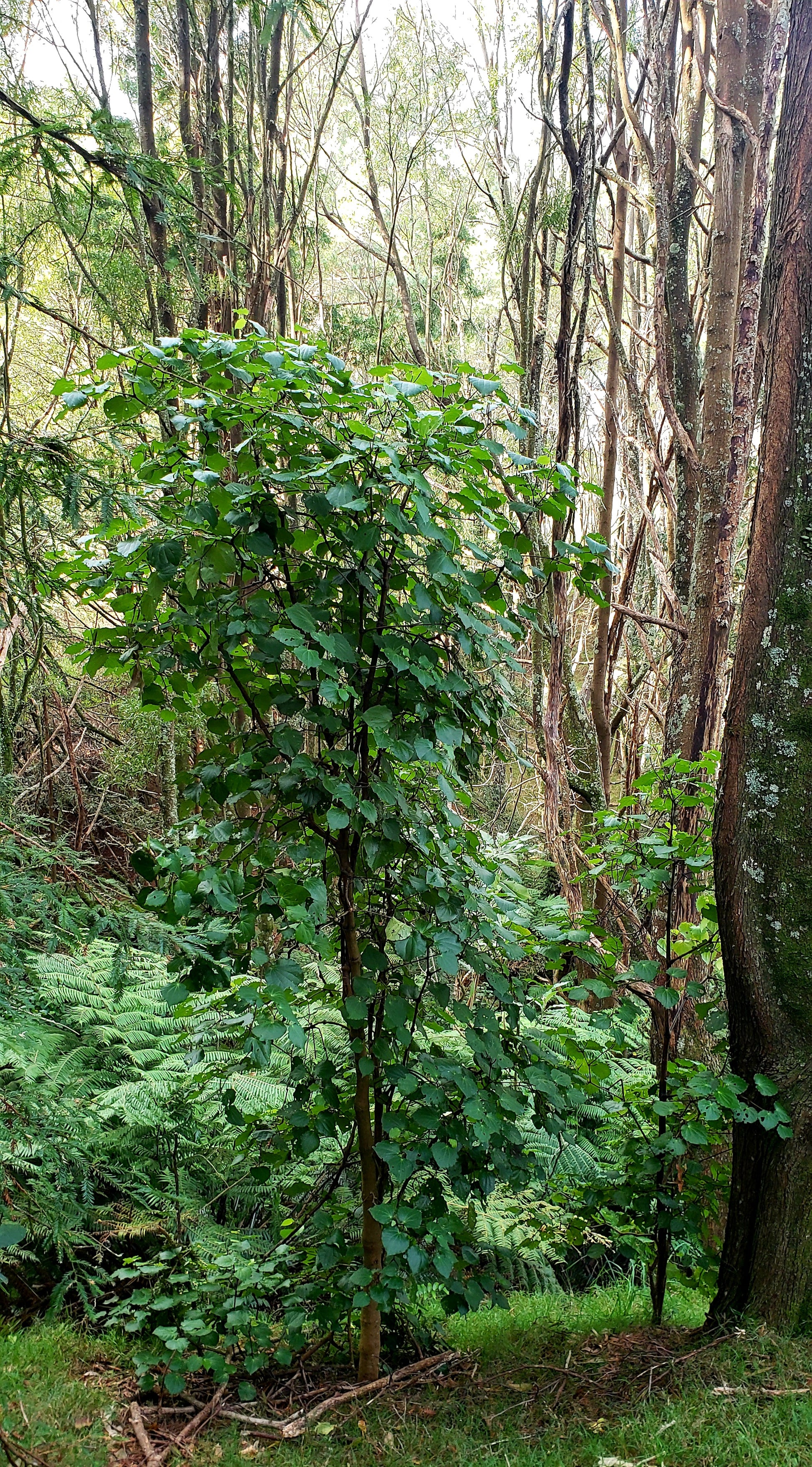 Kawakawa plant in a forest
