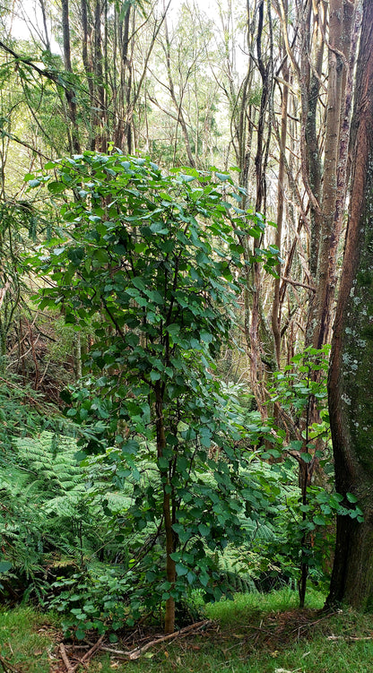 Kawakawa plant in a forest