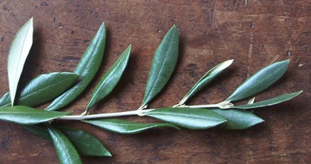 Olive leaf (Fresh) 100g