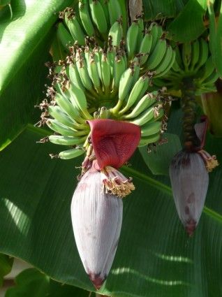 Banana plants/pups (Pisang Awak)  - pre orders for Nov 2024