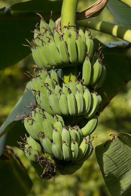 Banana plant (Misi Luki) - pre order for End Oct/Early Nov 2025