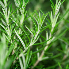 Fresh Organic Rosemary (Herb) 5 Stems