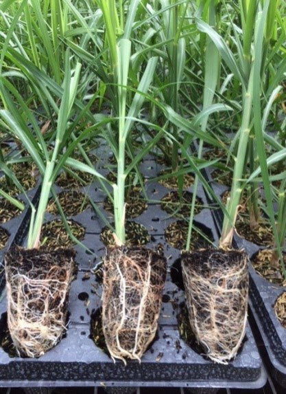 Sugarcane plants (9cm)