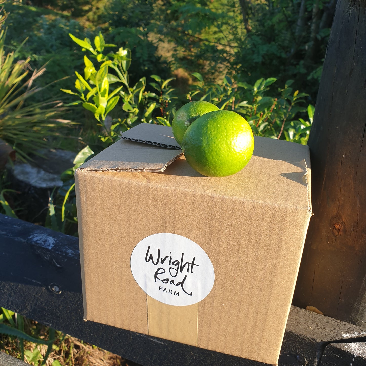 Limes organically grown, spray free - per kg - COMING SOON