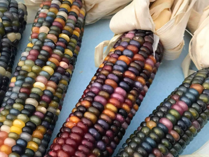 Glass Gem Corn Seeds