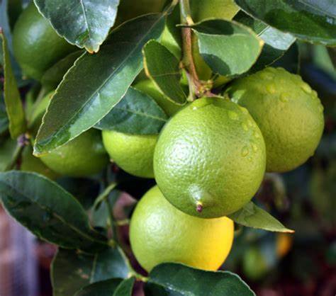 Limes organically grown, spray free - per kg - COMING SOON